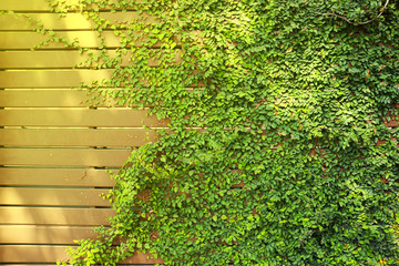green leaf on wall