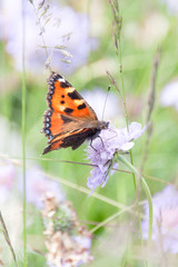 Orange Butterfly Gathering Pollen of Purple Flowers in Green Field