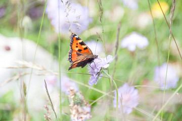 Orange Butterfly Gathering Pollen of Purple Flowers in Green Field