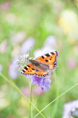 Orange Butterfly Gathering Pollen of Purple Flowers in Green Field