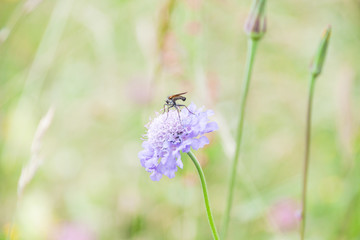 Bug Gathering Pollen of Purple Flower in a Green Field