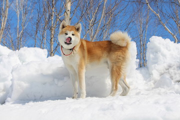 Akita in snow