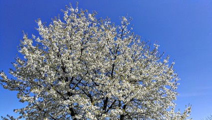 Cherrie tree flower