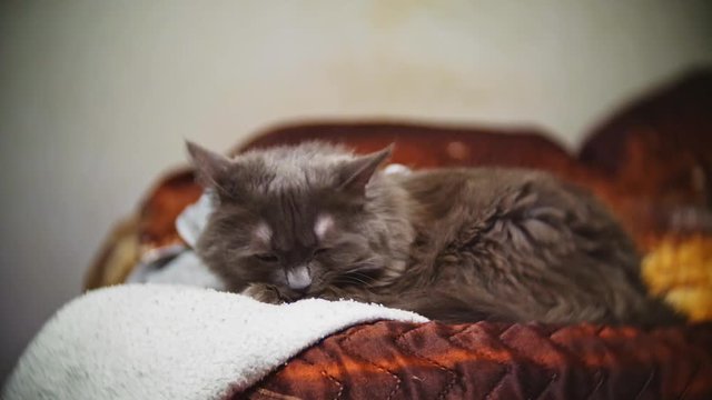 A gray domestic cat lies on a brown sofa.