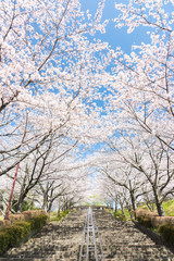 Fototapeta na wymiar 桜と階段
