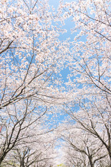 Obraz na płótnie Canvas 桜と階段