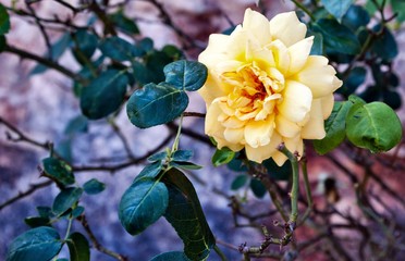 Lonely yellow rose to the wall of an old abandoned house. He patiently awaits the return of the people.