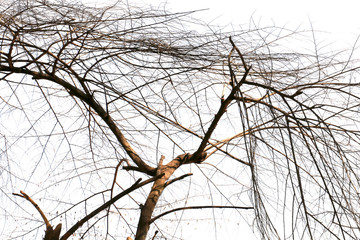 darktone of treetop isolated on white background