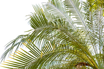 green color of palm isolated on white