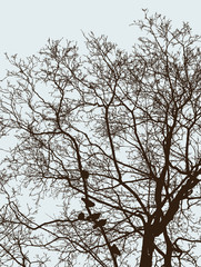 Silhouettes of tree branches and birds in cold season