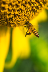 Bee and sunflower