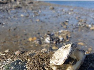 Muscheln im Watt