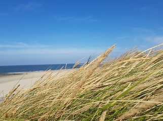 Gras am Meer