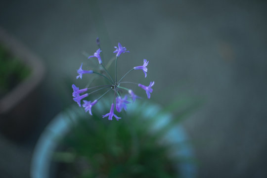 Tiny flower