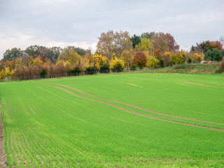 agricultural field surrounded by colorful autumn trees