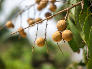 longan fruit on longan tree tropical fruit