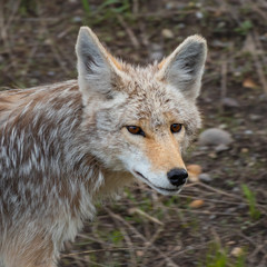 Face of Wild Coyote