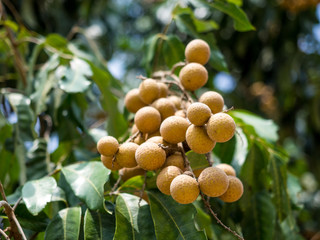 longan fruit on longan tree tropical fruit
