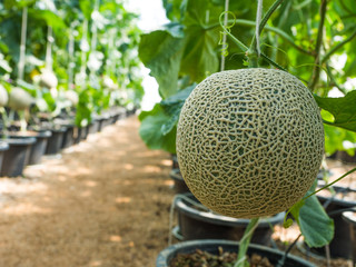 Organic cantaloupe in the farm