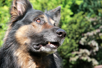 Deutscher Schäferhund