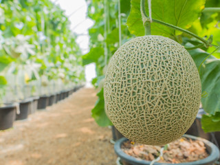 Organic cantaloupe in the farm