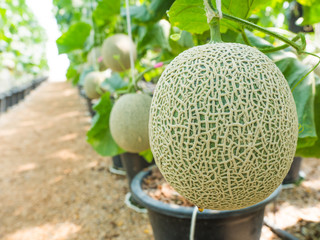 Organic cantaloupe in the farm