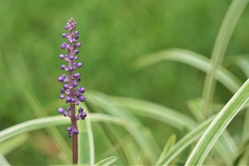 Liriope muscari or lily turf flower growing up in the garden on the background of green grass field , summer in Ga USA