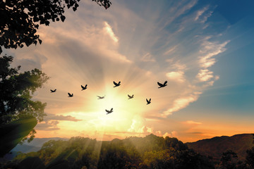 The freedom of birds,freedom concept..Silhouette flock of birds flying over the valley on  sunbeam...