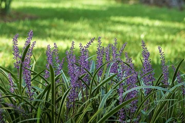 Liriope muscari or lily turf flower growing up in the garden on the background of green grass field , summer in Ga USA
