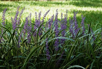 Liriope muscari or lily turf flower growing up in the garden on the background of green grass field , summer in Ga USA