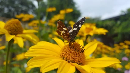 Fotobehang Insect op gele bloem © emieldelange