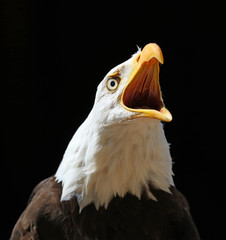 Close up of a Bald Eagle calling
