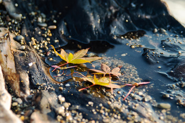 Maple leaf on the banks