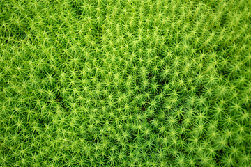 Green abstract natural texture from moss
