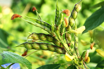 pigon pea or tuvar beans vegetable on plant © gv image