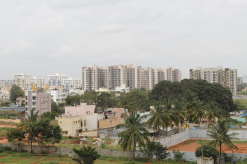 Fototapeta na wymiar Palm trees in the city of Bangalore