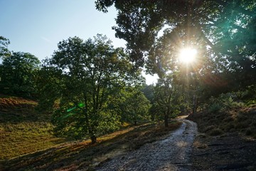 Sonnenstrahlen - Landschaft in der Fischbeker Heide - Hamburg