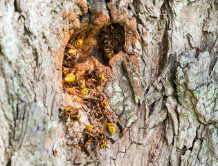 Hornissen an einer Baumhöhle, 18106.jpg