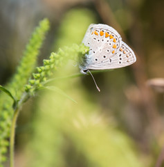 Butterfly - Polyommatus icarus on ambrosia plant.