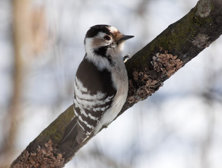 Lesser Spotted Woodpecker (Dryobates minor) on the tree