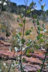 Australia,  Botany