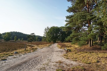Fototapeta premium Landschaft in der Fischbeker Heide | Hamburg
