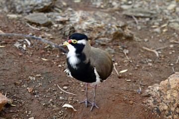 Australia, Zoology, Birds