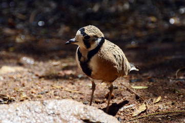Australia, Zoology, Birds