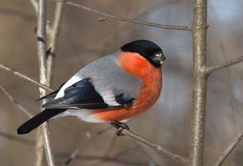 Bullfinch (Pyrrhula pyrrhula) on the branch