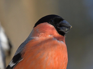 Bullfinch (Pyrrhula pyrrhula) male portrait