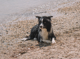 Dog playing beside the water
