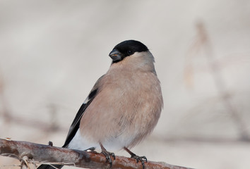 Bullfinch (Pyrrhula pyrrhula) female portrait