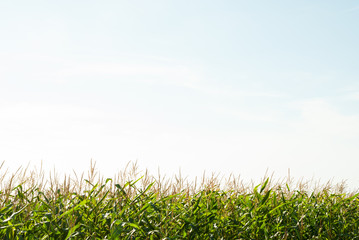 Obraz premium Corn field and the sky in the summer day is ideal for the background and the inscription