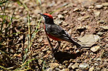 Australia, Zoology, Birds